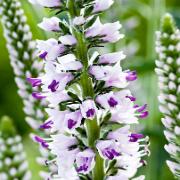 Strandveronika 'Pink Eveline'