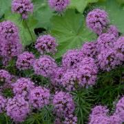 Bollmåra - marktäckande växt