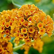 Weyerbuddleja 'Sungold'