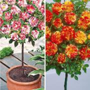 Stamrosor 'Armida' och 'Mousha'