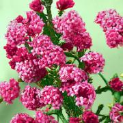 Hybridkejsarolvon 'Dawn'