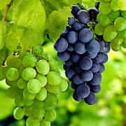 Kombinationserbjudande: 
Vindruvor, 1 'Palatina' och 1 'Muscat Blue'