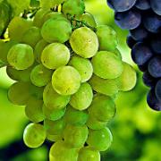 Vindruvor 'Palatina'