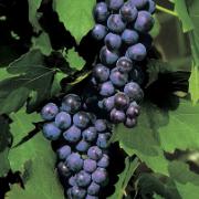 Vindruvor 'Muscat Blue'