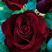 Storblomstrande Ros 'Black Magic'®