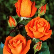 Storblomstrande Ros 'Super Star'®