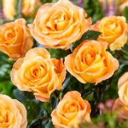 Storblomstrande Ros 'Whisky'®