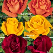 Storblomstrande Rosor Mix 'Super Star'®, 'Whisky'® och 'Black Magic'®