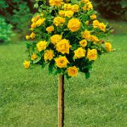 Stamros 'Arthur Bell'