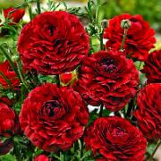 Ranunkel 'Pauline Chocolate'
