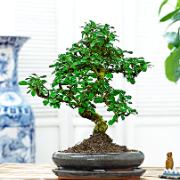 Bonsai Carmona