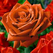 Storblomstrande Ros 'Jamila'