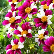 Dahlia 'Twynings's Smartie'