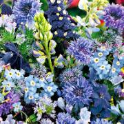 Frömatta för en blå rabatt