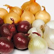 Fröband med lökar i tre sorter