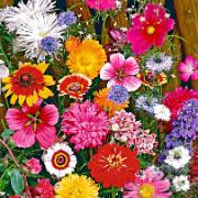 Frömatta Plockblommor Mix