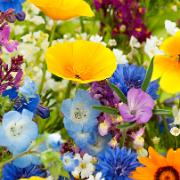 Frömatta Gräsmatteblommor mix