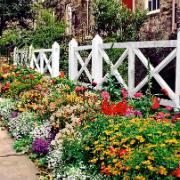 Frömatta Engelsk rabatt Mix