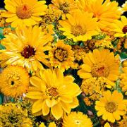 Frömatta för en gul rabatt