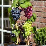 Vindruvor 'Tricolor' Mix'