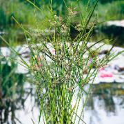 Cyperus Alternifolius