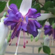 Hängande fuchsia 'Blue Angel'