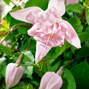 Hängande fuchsia 'Pink Marshmallow'