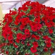 Röd Hängpetunia Jamboree® 'Scarlet'