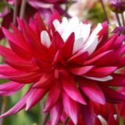 Dahlia 'Rebecca's World'
