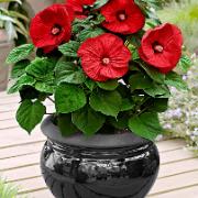 Jättehibiskus 'Fireball'