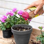 Näringskorn för blommande växter