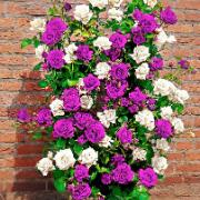 Duo-Klätterros 'Mystery Wonder'