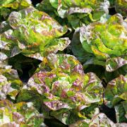 Huvudsallat 'Brune d'Hiver’