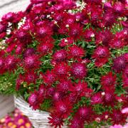 Buskmargeriter Maderia 'Crested Merlot'