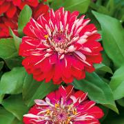 Zinnia 'Cherry'