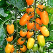 Delikatesstomat 'Dolly'