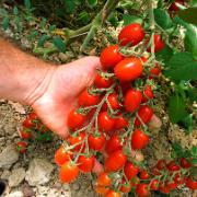 Delikatesstomat 'Modus'