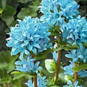 Toppklocka 'Emerald'