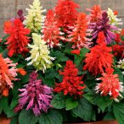Praktsalvia 'Cleopatra'  Mix
