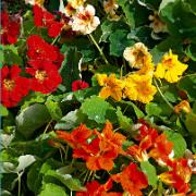 Fröband Indiankrasse Mix