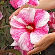 Jättehibiskus 'Kopper King'