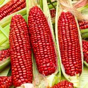 Sockermajs 'Bloody Butcher'