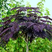 Silkesträd 'Summer Chocolate'