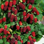 Loganbär - björnbärshallon 'Tayberry'  (3 st.)