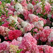 Vipphortensia 'Vanille Fraise'