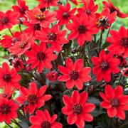 Dahlia Dark Angels® 'Pulp Fiction’