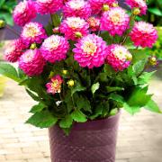 Dahlia 'Melody® Pink Allegro'