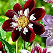 Halskråsdahlia 'Mary Evelyn'