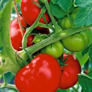 Tomat 'Pyros' F:1 hybrid