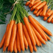 Sommarmorötter 'Nerja F:1 hybrid'